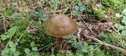 IMG_20250827_131005.thumb.jpg.e99431f17b5314fc8b69c3051f15e846.jpg