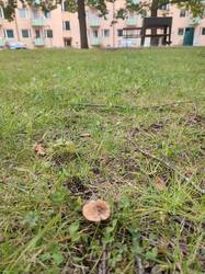 IMG_20250827_141757.thumb.jpg.bc13ddd562cb43f3ba2faf9bc07498f2.jpg