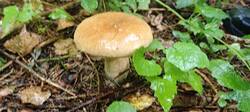 IMG_20250827_142319.thumb.jpg.157469009ce7c97c4aaa296e4a6523fe.jpg