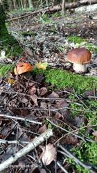 IMG_20250828_085556_740.jpg