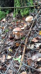 IMG_20250828_085758_490.jpg