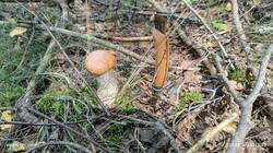 IMG_20250829_131244.thumb.jpg.2f7c19f13620c3d64588b0e9f8825578.jpg