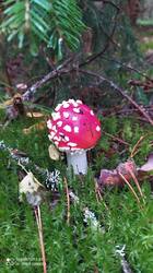 IMG_20250830_085027.jpg