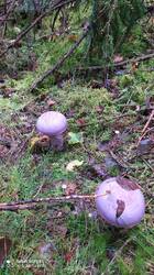 IMG_20250830_091356.jpg