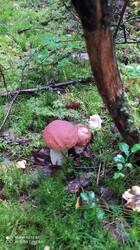 IMG_20250830_095146.jpg