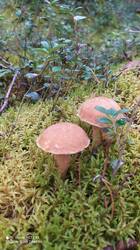 IMG_20250830_103757.jpg