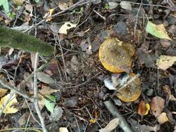 IMG_20250830_104743.jpg