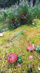 IMG_20250830_105757.jpg