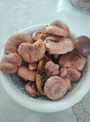 IMG_20250830_142339.jpg