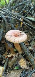 IMG_20250831_124510.jpg