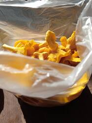 IMG_20250831_145413_186.thumb.jpg.23af208048bd34fff254c90b57130bb2.jpg