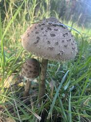 IMG_2166.jpeg