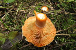 IMG_2202.JPG