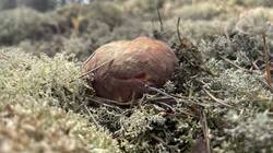 IMG_2269.jpeg