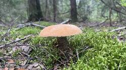 IMG_2270.jpeg