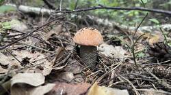 IMG_2271.jpeg