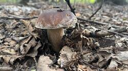 IMG_2272.jpeg