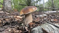 IMG_2273.jpeg