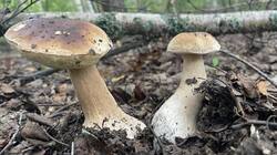 IMG_2274.jpeg