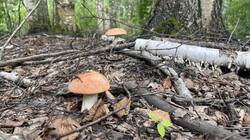 IMG_2276.jpeg