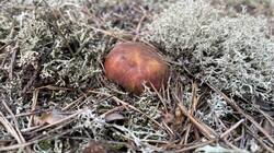IMG_2279.jpeg