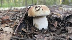 IMG_2407.jpeg