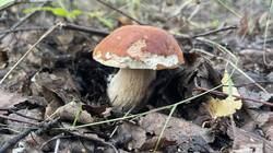 IMG_2408.jpeg