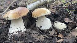 IMG_2410.jpeg