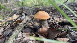 IMG_2441.jpeg