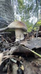 IMG_2443.jpeg