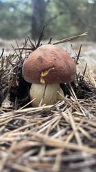 IMG_2455.jpeg