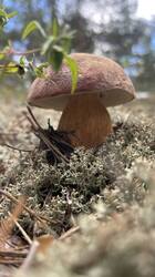 IMG_2462.jpeg