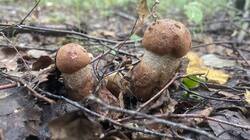 IMG_2477.jpeg