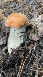 IMG_2478.jpeg