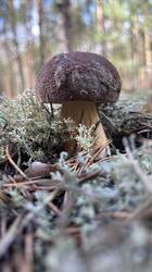 IMG_2489.jpeg
