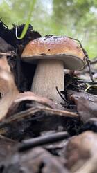 IMG_2495.jpeg