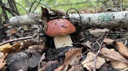 IMG_2496.jpeg