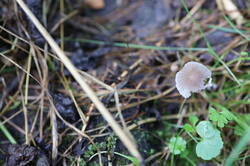IMG_2508.thumb.JPG.9c9a4548b5a68e9838f56404b67a0b7a.JPG