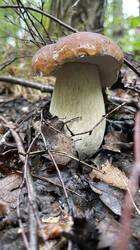 IMG_2515.jpeg