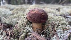IMG_2526.jpeg