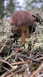 IMG_2528.jpeg