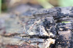 IMG_2597.thumb.JPG.65dff6ed0e930f019fb2358de418f419.JPG