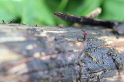 IMG_2622.thumb.JPG.c61832350cabcb5f5e501bc9502c73d8.JPG