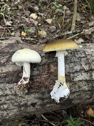 IMG_2777.jpeg