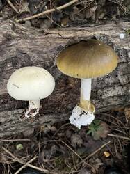 IMG_2778.jpeg