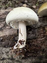 IMG_2780.jpeg