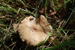 IMG_2790.thumb.JPG.957d69ecfc8ad72adfeb04536c92470f.JPG