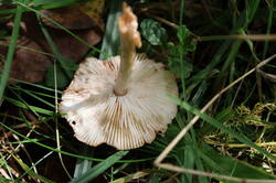 IMG_2792.thumb.JPG.58aa4317ca897ac43445fedc2676aac9.JPG