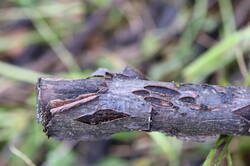 IMG_2811.thumb.JPG.58fe7ff5bb05e734a63c13ba592cc0bf.JPG