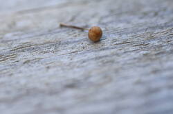 IMG_2857.thumb.JPG.45b19ca8500ba4b6c03312971b32b0f8.JPG